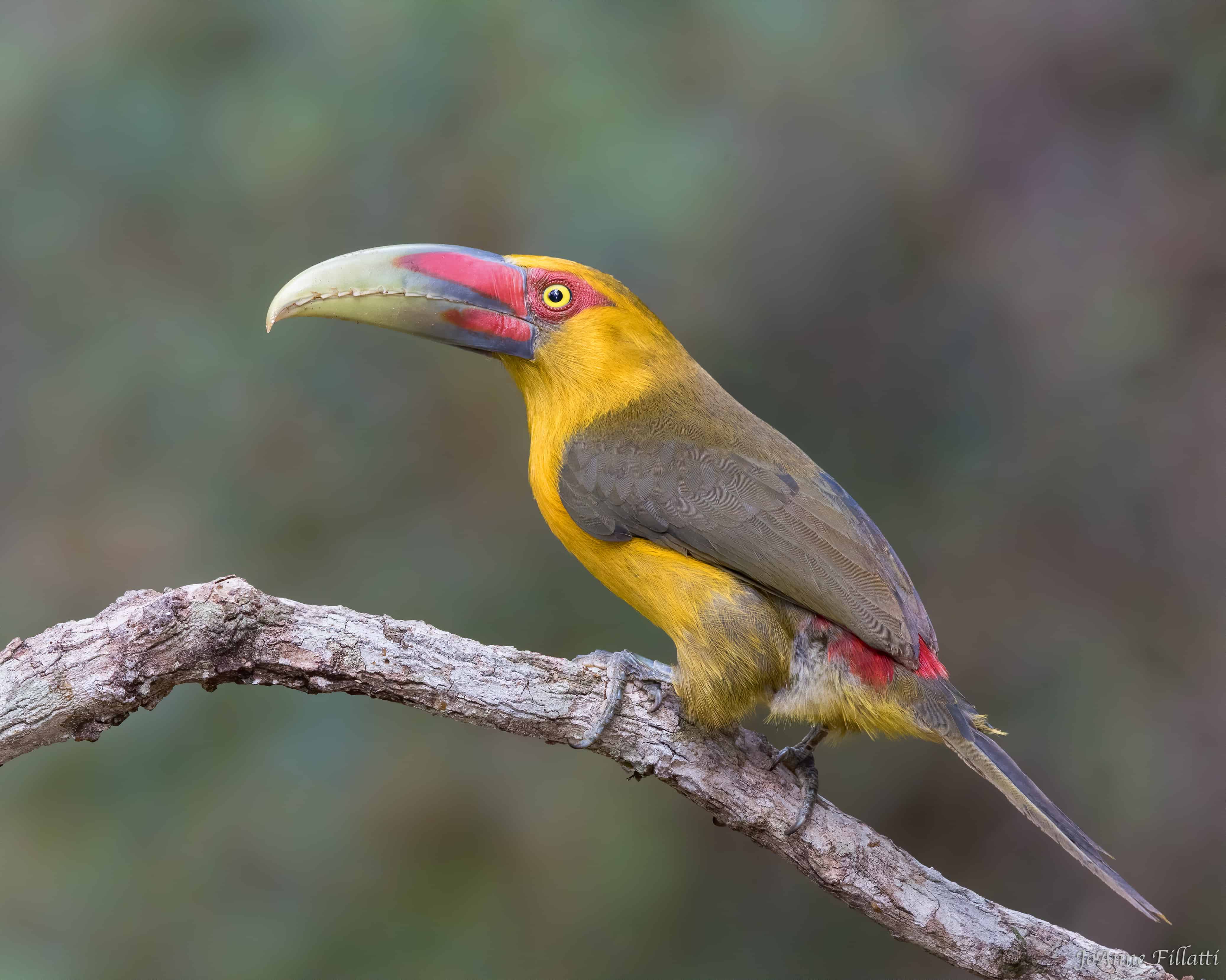 bird of brazil image 3